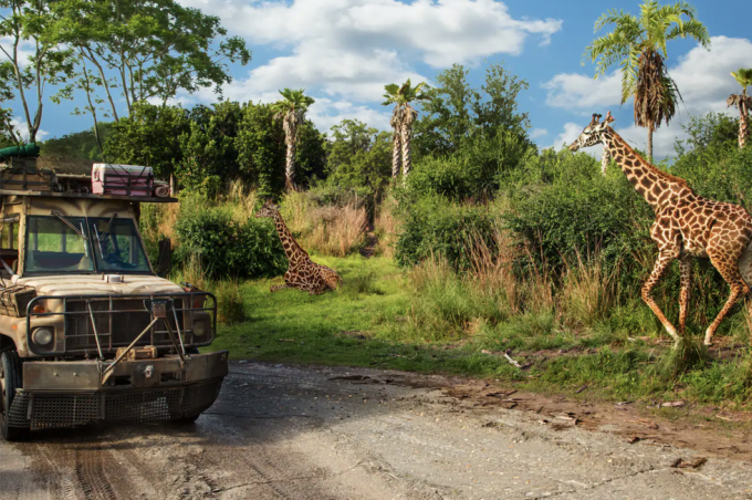 sunkvežimis, važiuojantis šalia žirafų per kilimandžaro safarį Disnėjaus gyvūnų karalystės pramogų parke