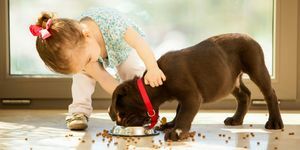 maža mergaitė ir Labradoro retriveris šuniukas