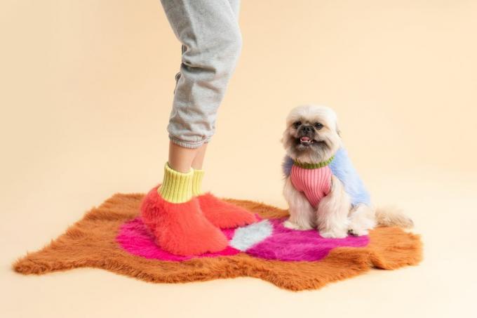 šuo, vilkintis megztiniu ir rožiniais marškiniais
